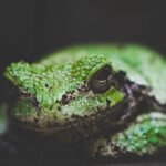 Photos show frog thriving in protected area